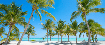 Palm trees on a white sandy beach