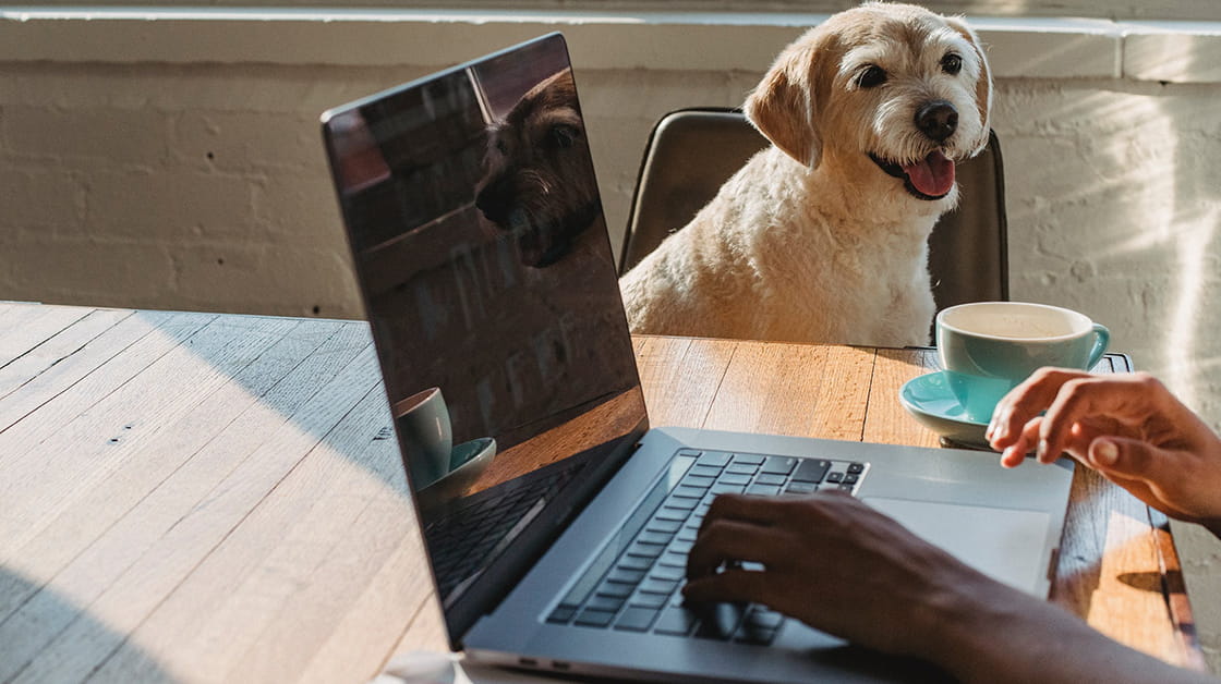 Dog watches woman using laptop