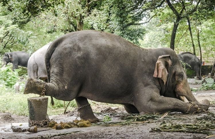 A captive elephant chained and unable to stand